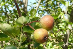 Immature-fruits-of-Himalayan-pear