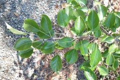 Leaves-of-Himalayan-pear