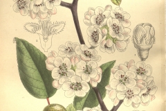 Plant-Illustration-of-Himalayan-pear