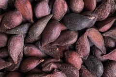 Seeds-of-Himalayan-pear