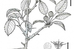 Sketch-of-Himalayan-pear