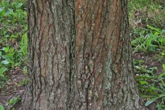 Trunk-of-Himalayan-pear