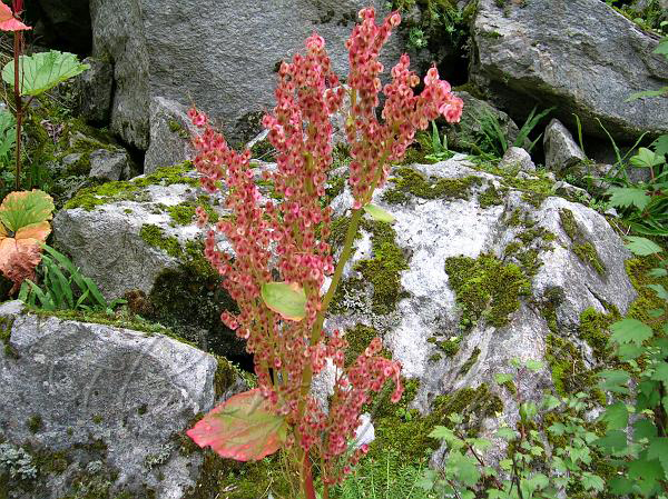 Flower-of-Himalayan-Rhubarb