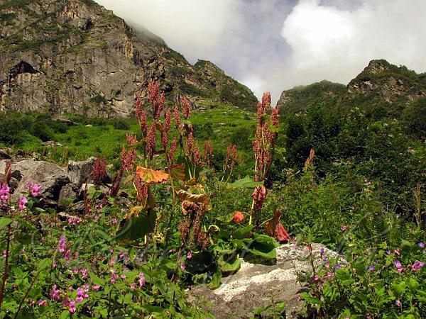 Himalayan-Rhubarb-growing-wild