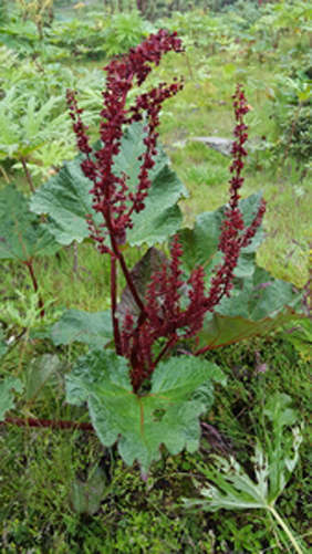 Himalayan-Rhubarb-plant