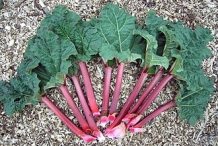Leaves-of-Himalayan-Rhubarb