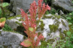 Flower-of-Himalayan-Rhubarb