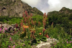 Himalayan-Rhubarb-growing-wild
