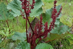 Himalayan-Rhubarb-plant