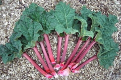 Leaves-of-Himalayan-Rhubarb