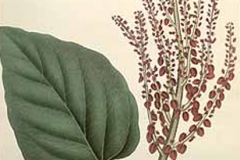 Plant-illustration-of-Himalayan-Rhubarb