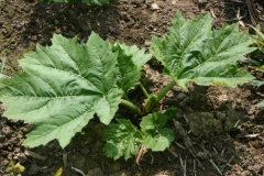 Small-Himalayan-Rhubarb-plant