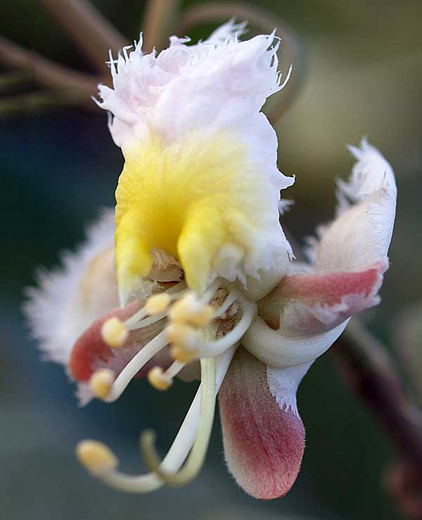 Closer-view-of-flower-of-Hiptage