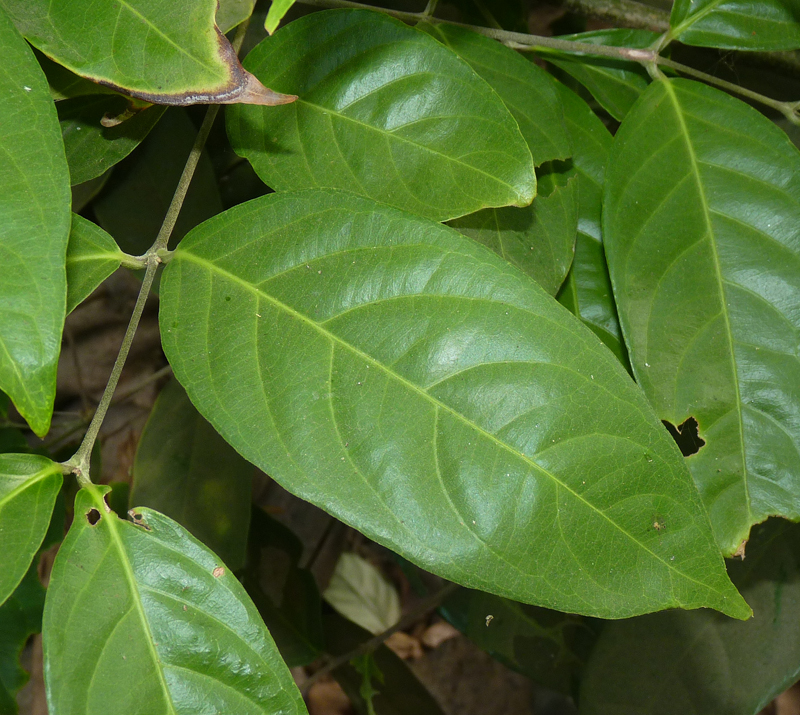 Leaves-of-Hiptage