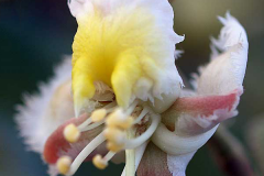 Closer-view-of-flower-of-Hiptage