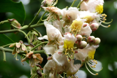 Flowers-of-Hiptage