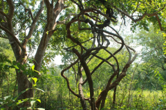 Hiptage-tree-growing-wild