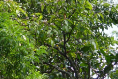 Hiptage-tree