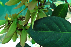 Immature-fruits-of-Hiptage