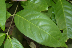 Leaves-of-Hiptage