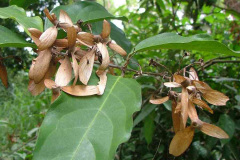 Mature-fruits-of-Hiptage
