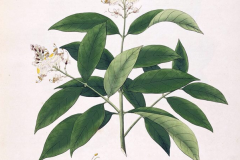 Plant-illustration-of-Hiptage