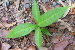 Sapling-of-Hiptage