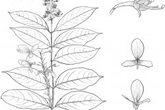 Sketch-of-Hiptage