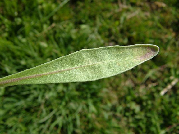 Close-view-of-Hoary-stock-leaves