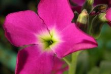 Close-up-Hoary-stock-flower