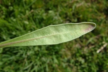 Close-view-of-Hoary-stock-leaves