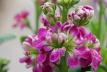Flower-bud-of-Hoary-stock