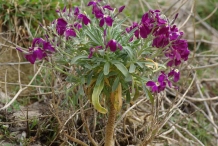 Hoary-stock-flower