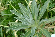 Hoary-stock-leaves