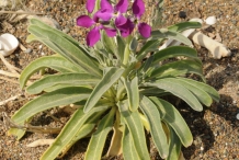 Hoary-stock-plant