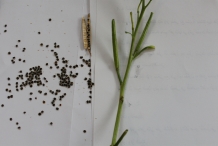 Hoary-stock-pods-with-seeds