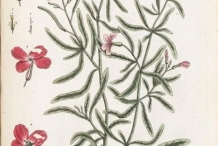 Illustration-of-Hoary-stock