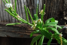 Seed-pods-of-Hoary-stock