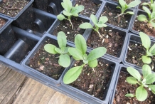 Seedlings-of-Hoary-stock