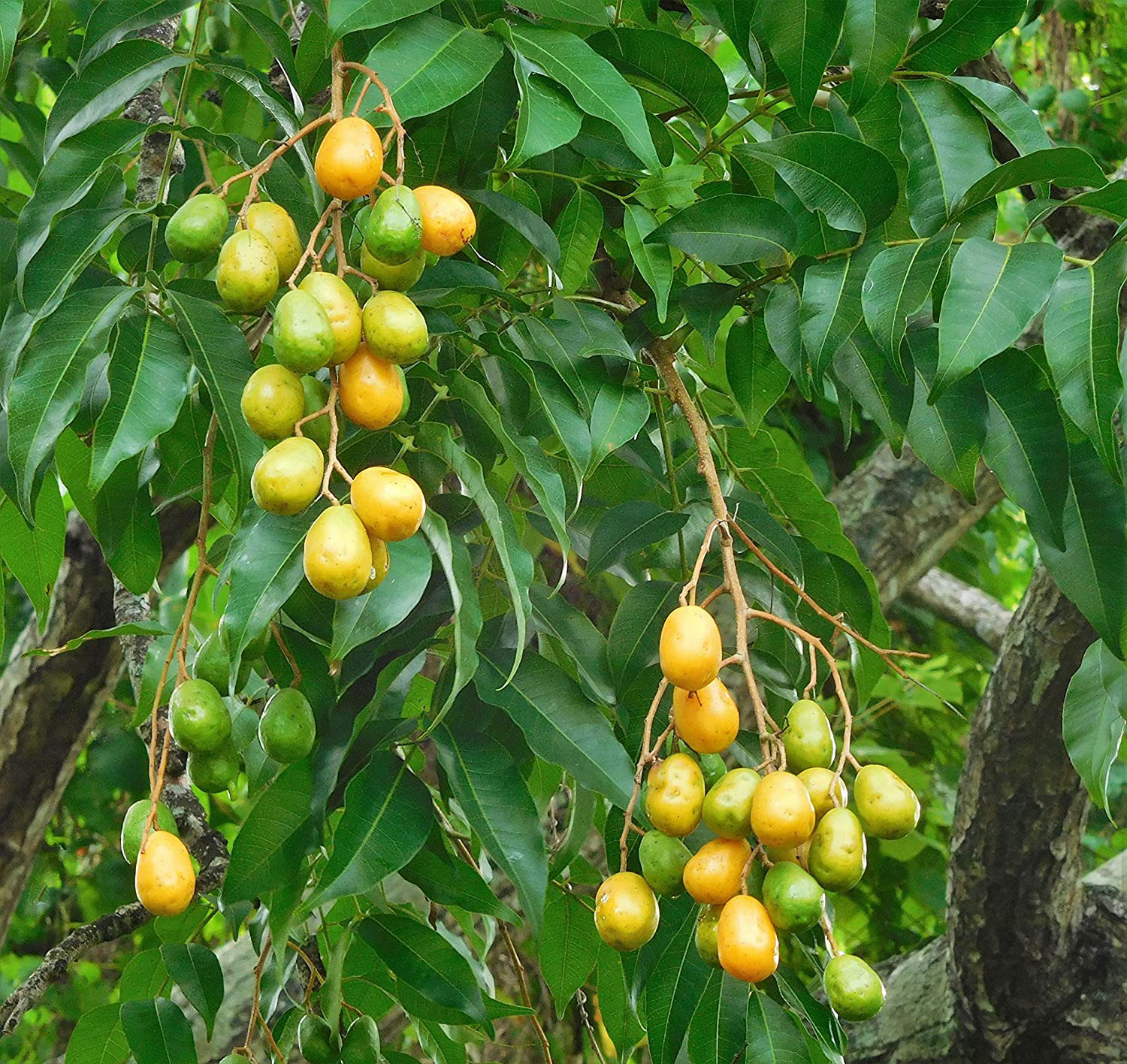 thumbnail image 2 of 3 Fresh Unrooted Cuttings - Hog Plum Ciruela, Spanish Plum, Spondias Purpurea 2 of 4