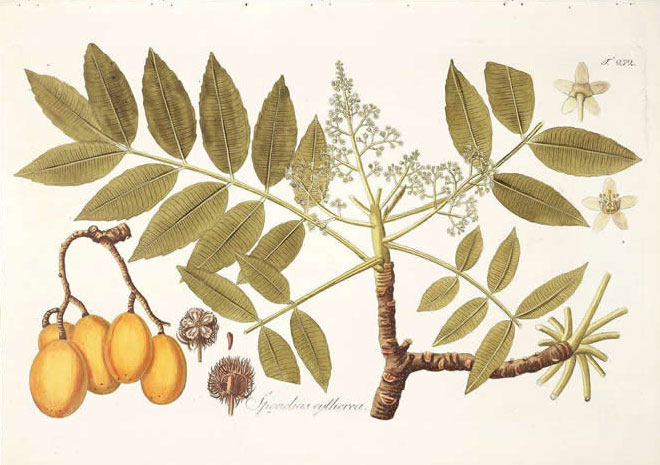 Plant-Illustration-of-Hog-plum