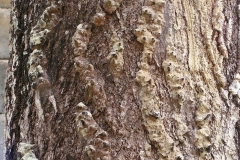 Bark-of-Hog-Plum