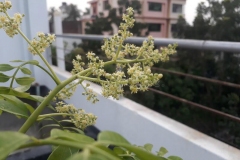 Flowers-of-Hog-plum