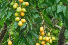 Hog-plums-on-the-tree