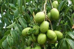 Immature-Hog-plum-on-the-tree