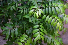 Leaves-of-Hog-plum