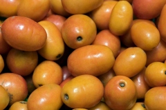 Mature-Hog-plum