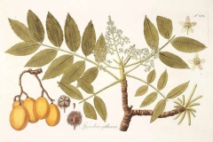 Plant-Illustration-of-Hog-plum