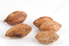 Seeds-of-Hog-plum