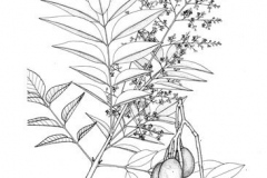 Sketch-of-Hog-plum